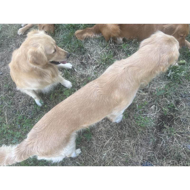 販売中の鹿児島県のゴールデンレトリーバー-379888の3枚目