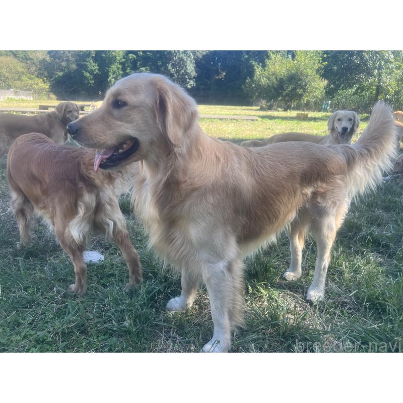 販売中の鹿児島県のゴールデンレトリーバー-379888の2枚目