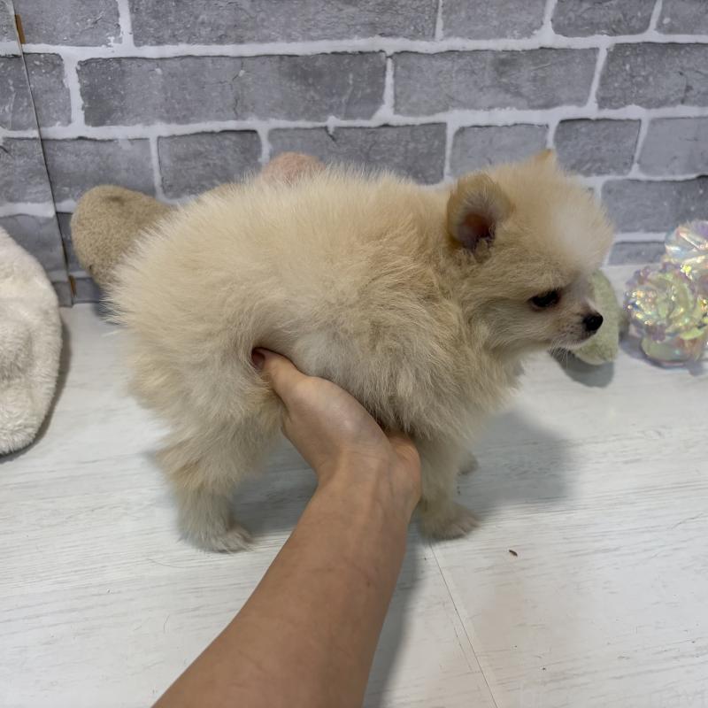 販売中の東京都のポメラニアン-424040の14枚目