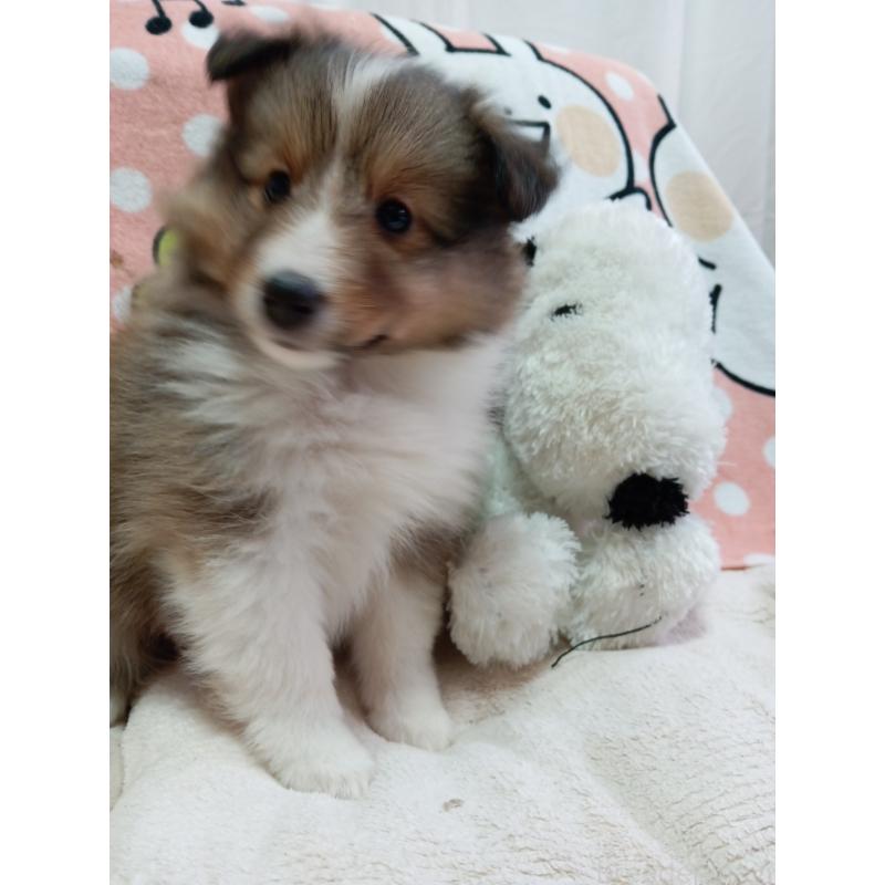 販売中の神奈川県のシェットランドシープドッグ(シェルティ)-424032の6枚目