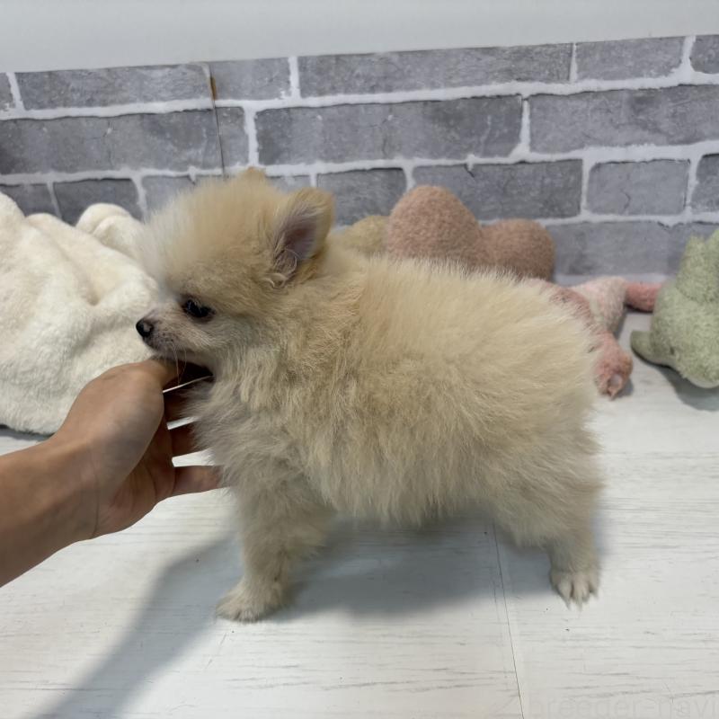 販売中の東京都のポメラニアン-424040の13枚目