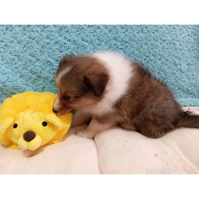 販売中の神奈川県のシェットランドシープドッグ(シェルティ)-424032の5枚目