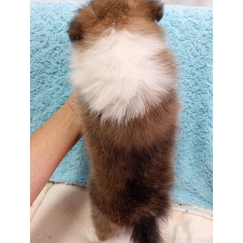 販売中の神奈川県のシェットランドシープドッグ(シェルティ)-424032の4枚目