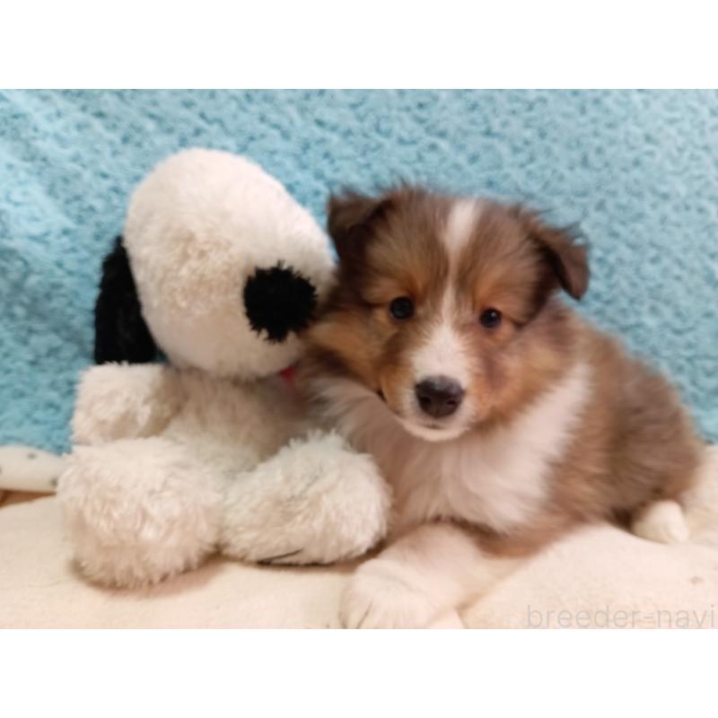 販売中の神奈川県のシェットランドシープドッグ(シェルティ)-424032の3枚目