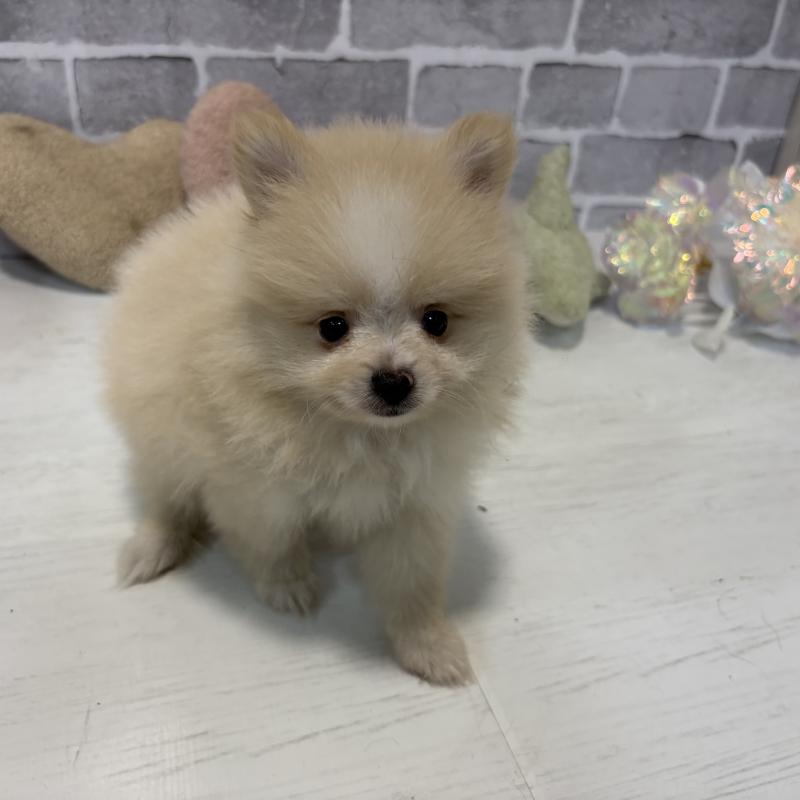 販売中の東京都のポメラニアン-424040の10枚目