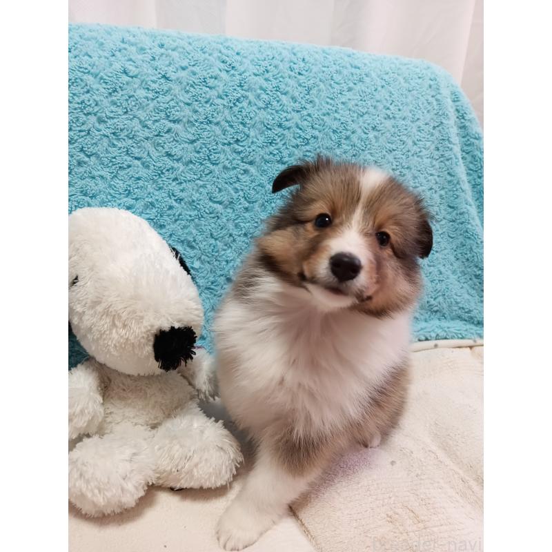 販売中の神奈川県のシェットランドシープドッグ(シェルティ)-424032の2枚目