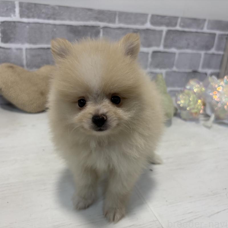 販売中の東京都のポメラニアン-424040の7枚目