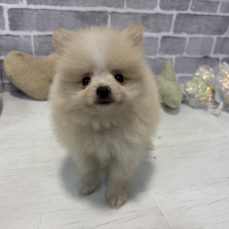 販売中の東京都のポメラニアン-424040の6枚目