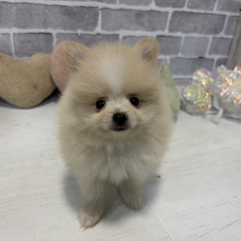 販売中の東京都のポメラニアン-424040の5枚目