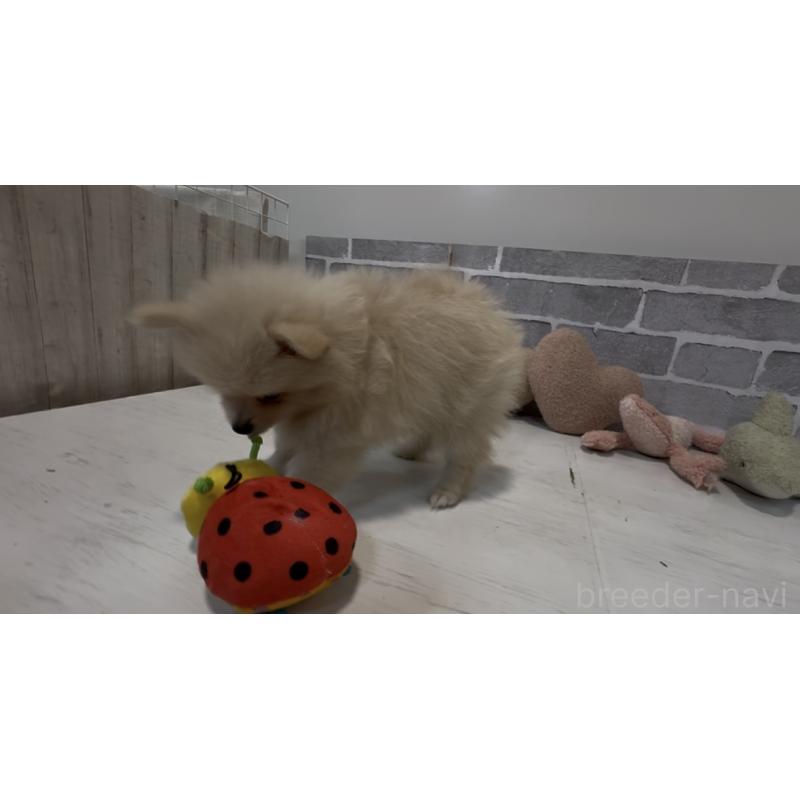 販売中の東京都のポメラニアン-424041の3枚目