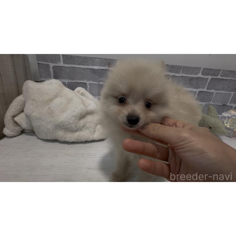 販売中の東京都のポメラニアン-424041の2枚目