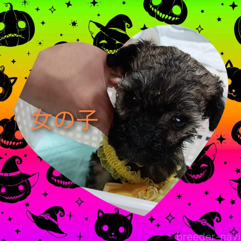 販売中の三重県のビションプー:ビションフリーゼ×トイプードル-424043