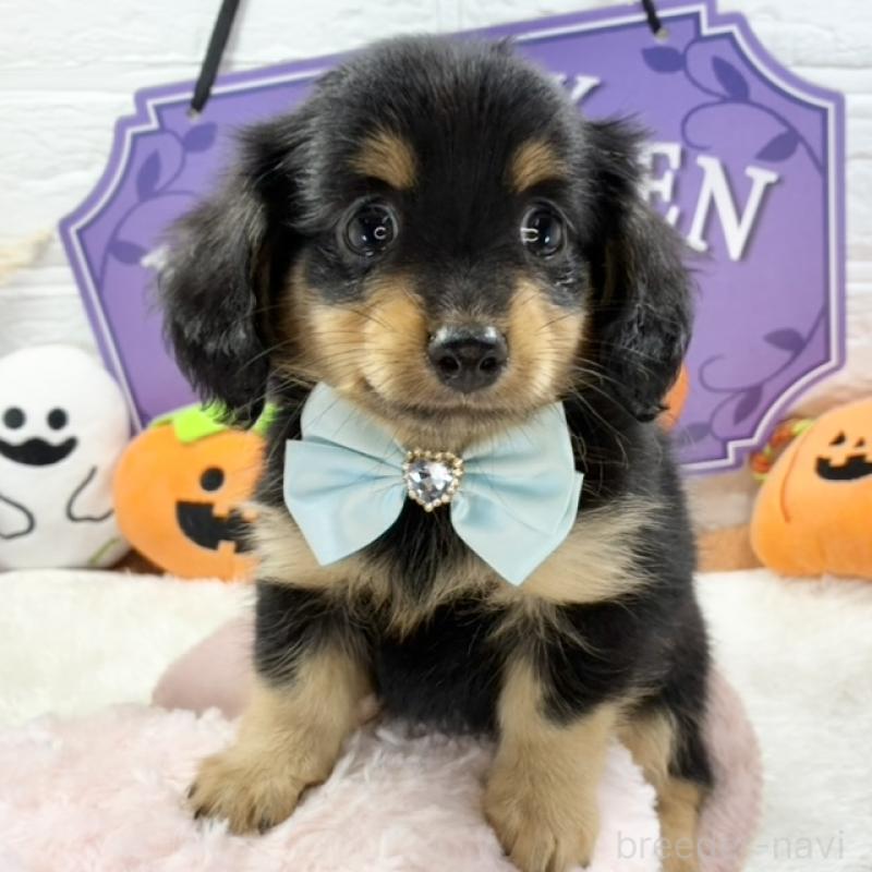 販売中の岐阜県のチワックス:チワワ×ミニチュアダックスフンド-424042の1枚目