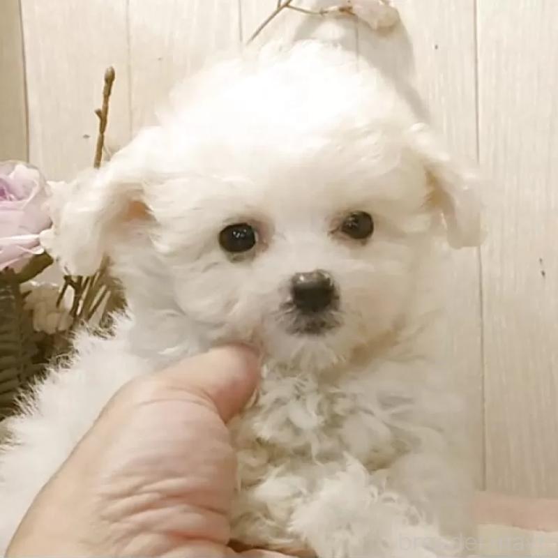 販売中の愛知県のビションフリーゼ-420432