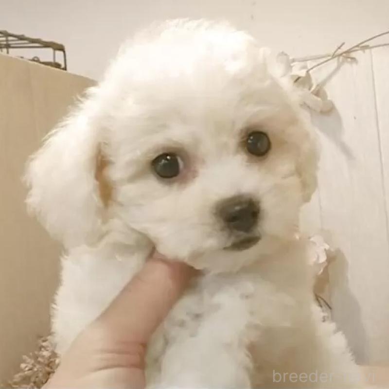 販売中の愛知県のビションフリーゼ-420448