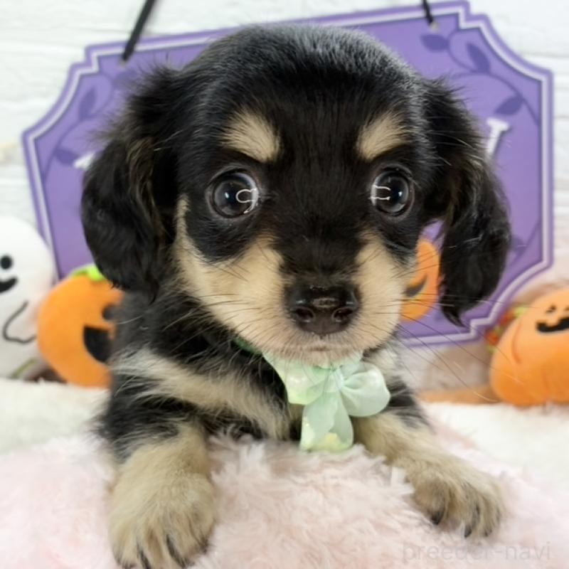 販売中の岐阜県のチワックス:チワワ×ミニチュアダックスフンド-424044