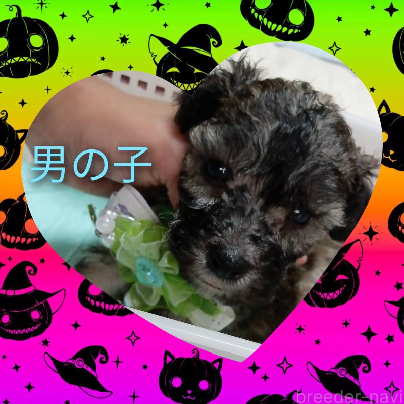 販売中の三重県のビションプー:ビションフリーゼ×トイプードル-424045の1枚目