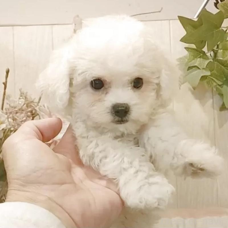 販売中の愛知県のビションフリーゼ-420439