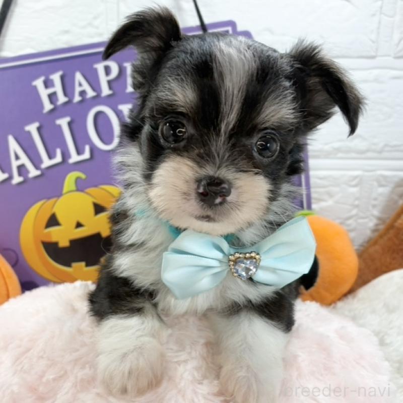 販売中の岐阜県のチワマル:チワワ×マルチーズ-424046の1枚目