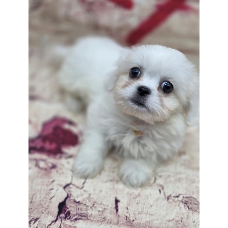 販売中の静岡県のミックス犬-419682の8枚目