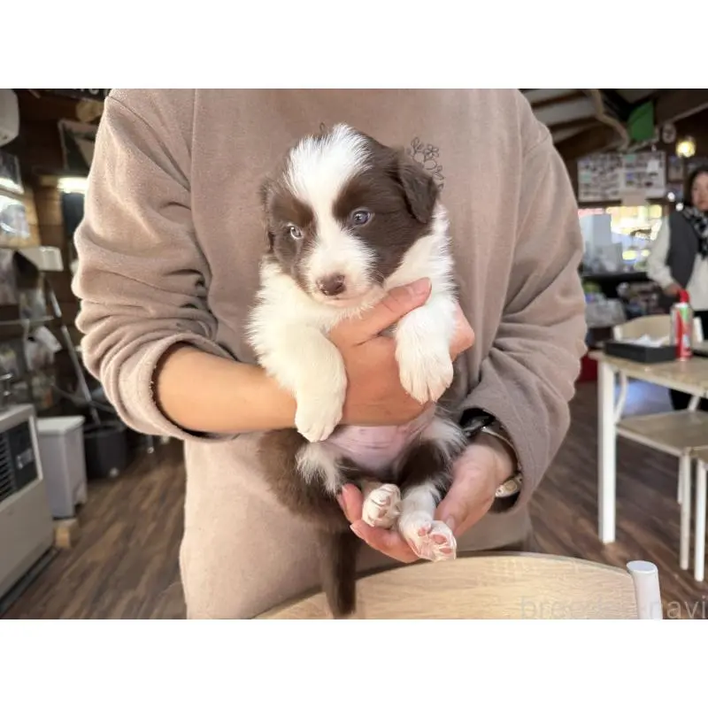 販売中の長野県のボーダーコリー-424047の11枚目