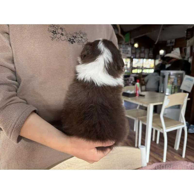 販売中の長野県のボーダーコリー-424047の9枚目