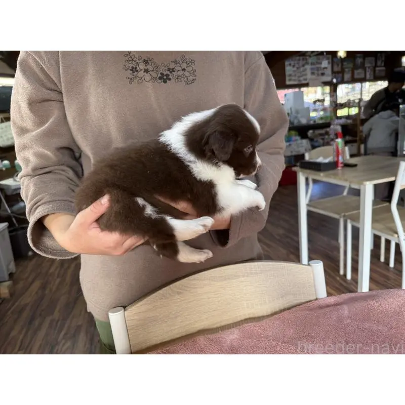 販売中の長野県のボーダーコリー-424047の8枚目