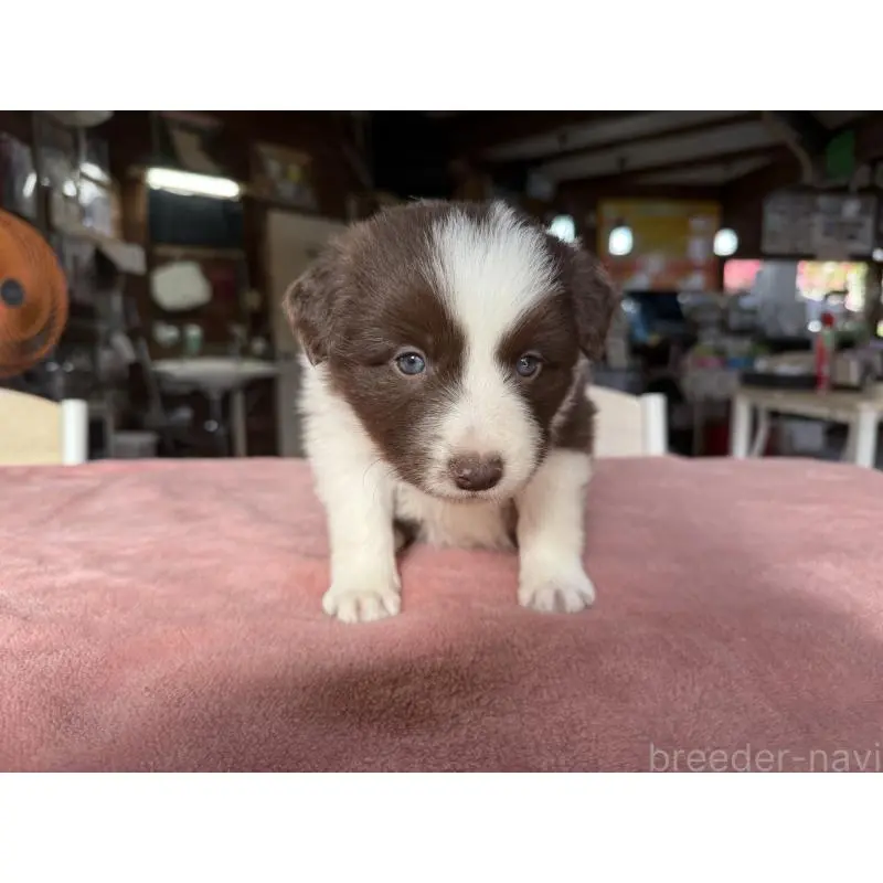 販売中の長野県のボーダーコリー-424047の6枚目