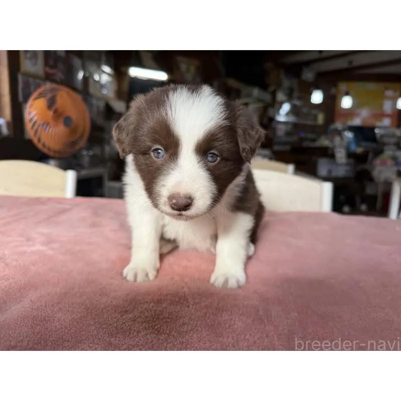 販売中の長野県のボーダーコリー-424047の5枚目