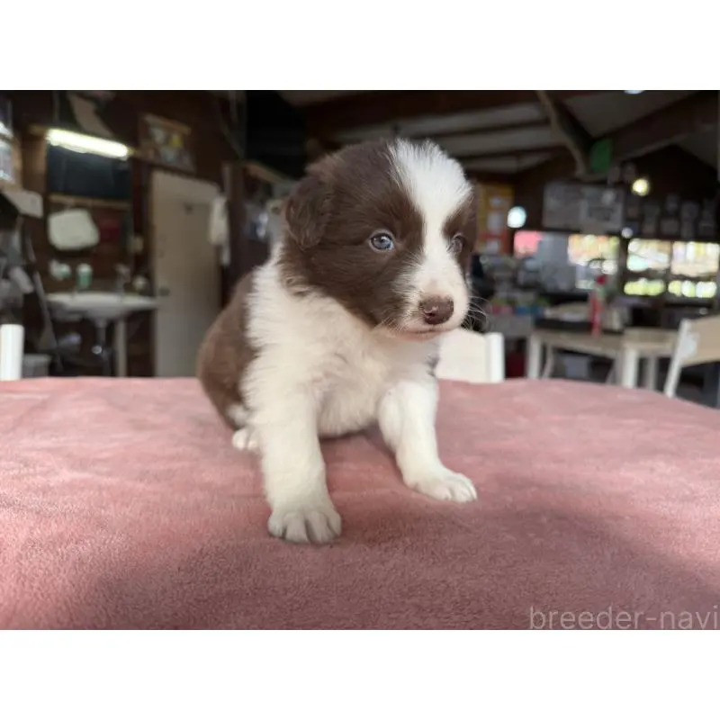 販売中の長野県のボーダーコリー-424047の4枚目