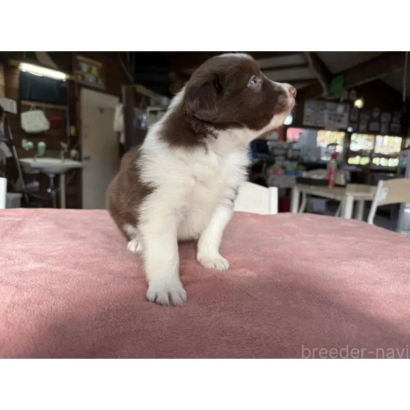 販売中の長野県のボーダーコリー-424047の3枚目