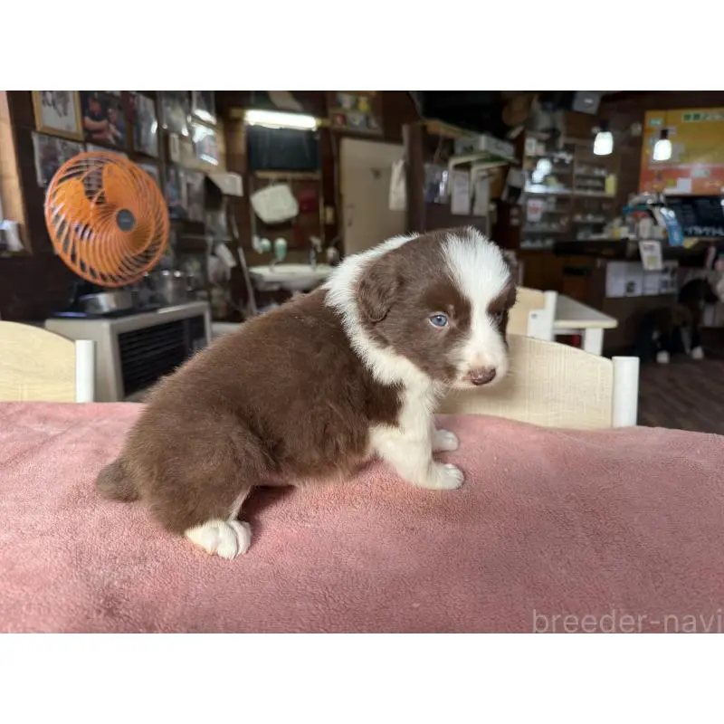 販売中の長野県のボーダーコリー-424047の2枚目