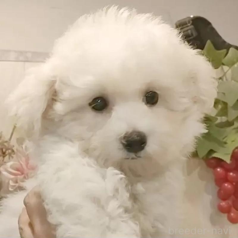 成約済の愛知県のビションフリーゼ-414248の1枚目