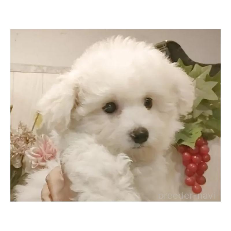 成約済の愛知県のビションフリーゼ-414248の15枚目