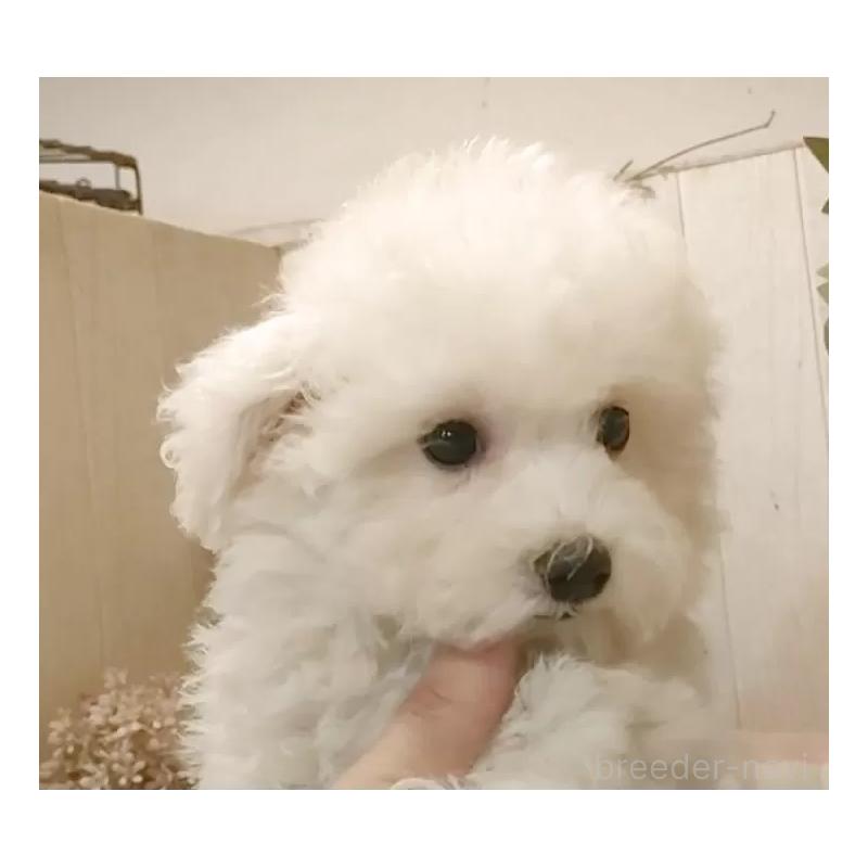 成約済の愛知県のビションフリーゼ-414248の14枚目