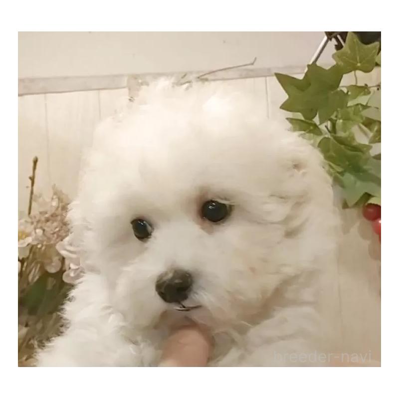 成約済の愛知県のビションフリーゼ-414248の13枚目