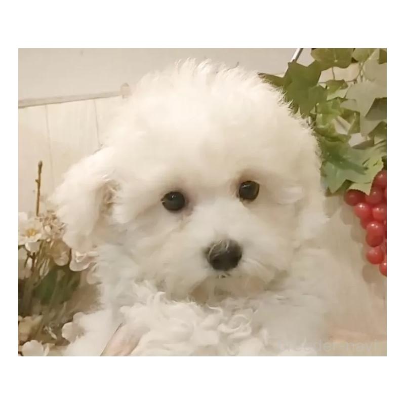 成約済の愛知県のビションフリーゼ-414248の12枚目