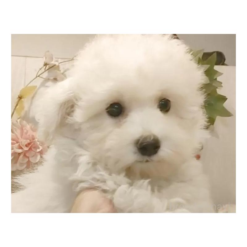 成約済の愛知県のビションフリーゼ-414248の11枚目