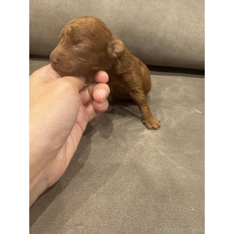 販売中の愛媛県のタイニープードル-424056の3枚目