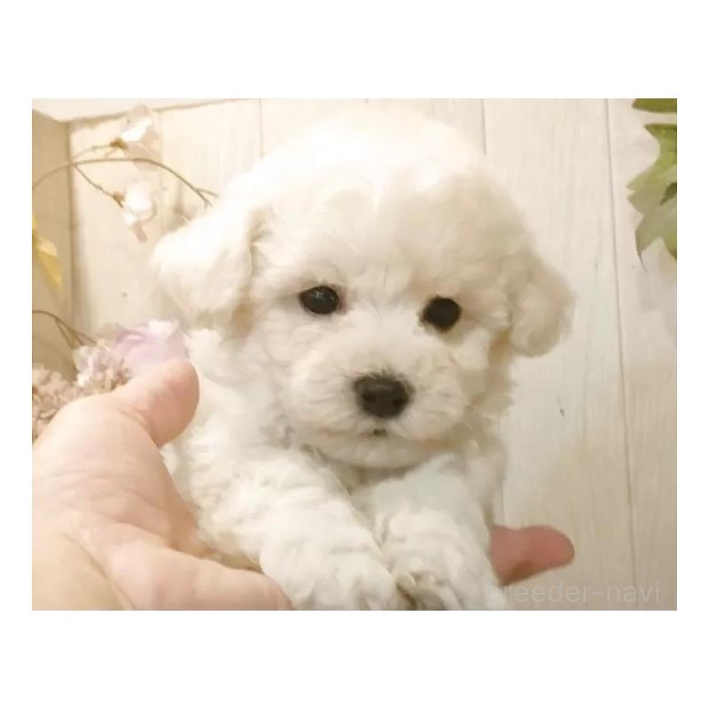 成約済の愛知県のビションフリーゼ-414248の8枚目