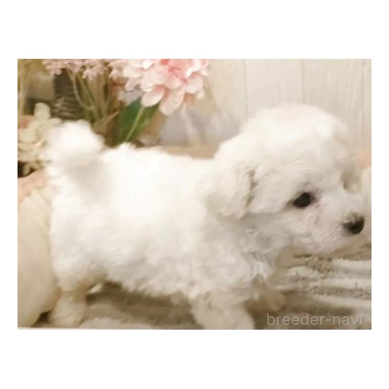 成約済の愛知県のビションフリーゼ-414248の7枚目