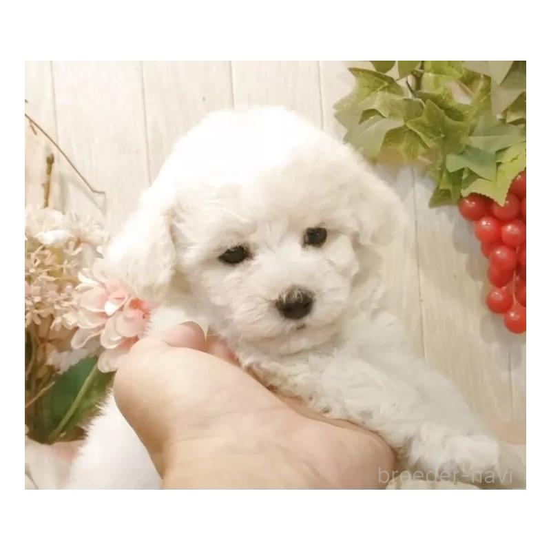 成約済の愛知県のビションフリーゼ-414248の6枚目