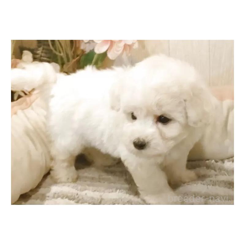 成約済の愛知県のビションフリーゼ-414248の5枚目