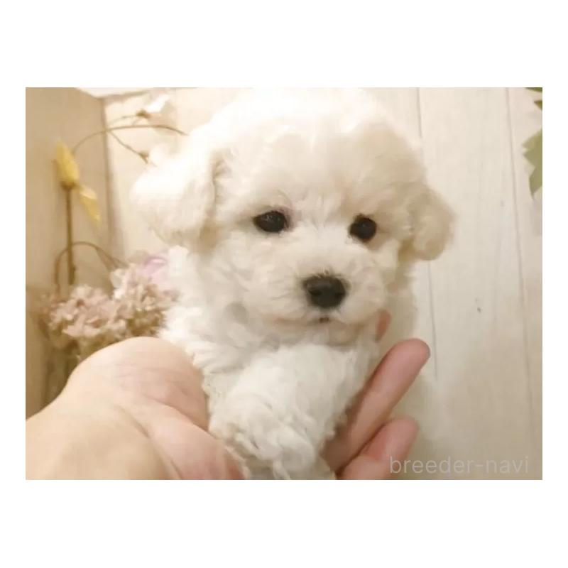 成約済の愛知県のビションフリーゼ-414248の4枚目