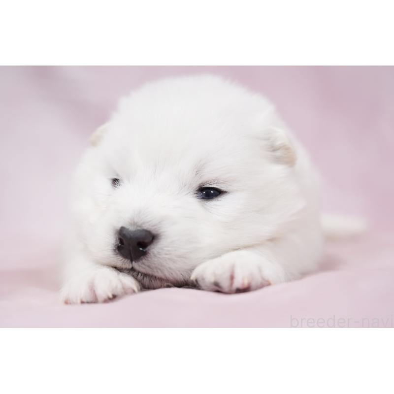 販売中の群馬県のサモエド-424049の7枚目