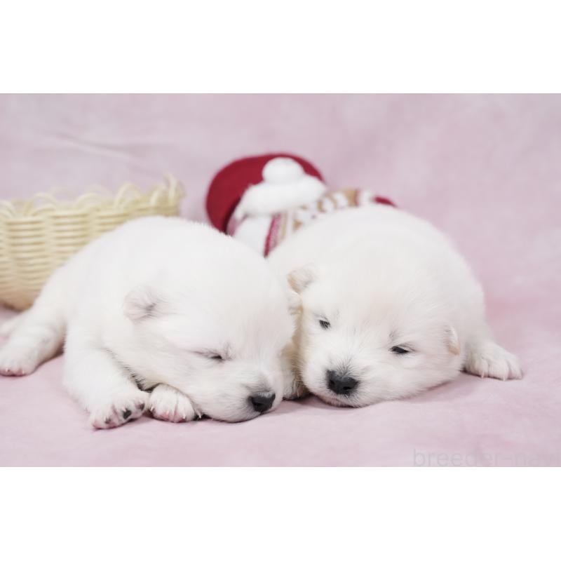 販売中の群馬県のサモエド-424049の6枚目