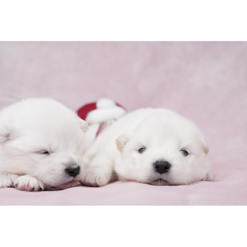 販売中の群馬県のサモエド-424049の5枚目