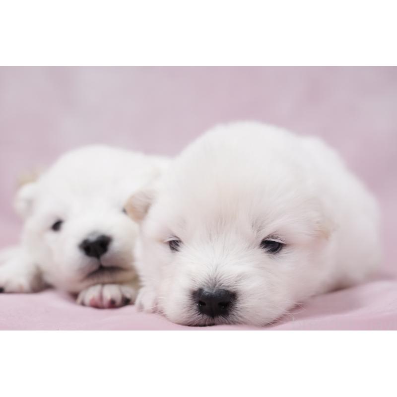 販売中の群馬県のサモエド-424049の4枚目