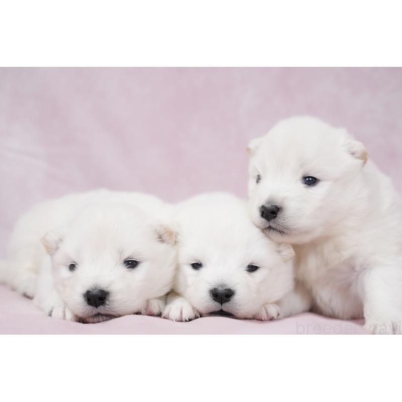 販売中の群馬県のサモエド-424049の2枚目