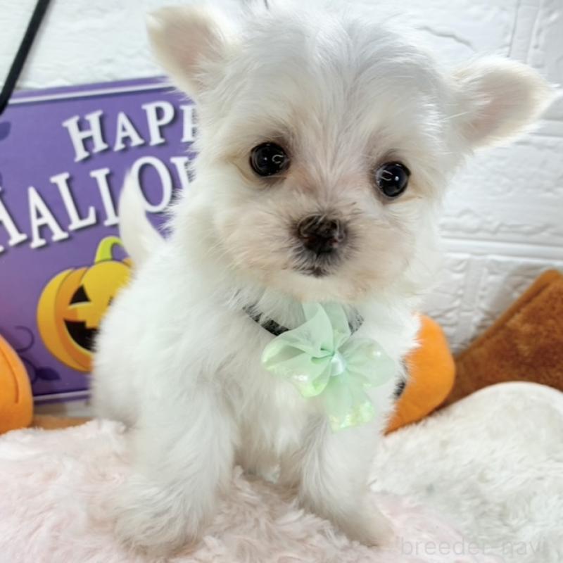 販売中の岐阜県のチワマル:チワワ×マルチーズ-424048の1枚目